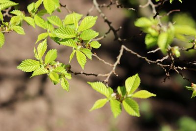 Ulmus x elegantisima 'Jacqueline hillier' - jilm jemný - listy jaro (1)